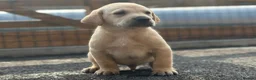Labrador Retriever dogs for sale: KC REGISTERED LABRADOR PUPPIES - Advert 19