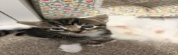 American Shorthair cats for sale: 4 Beautiful American Shorthair Kittens  - Advert 5