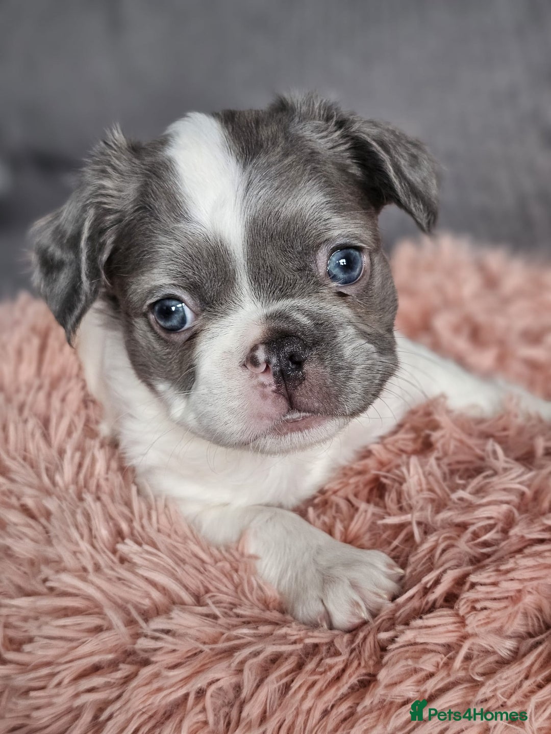 French Bulldog dogs for sale: Beautiful Fluffy French bulldogs - Image 7