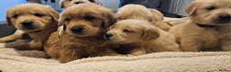 Golden Retriever dogs for sale: KC reg pedigree champion Golden Retriever pups - Advert 12