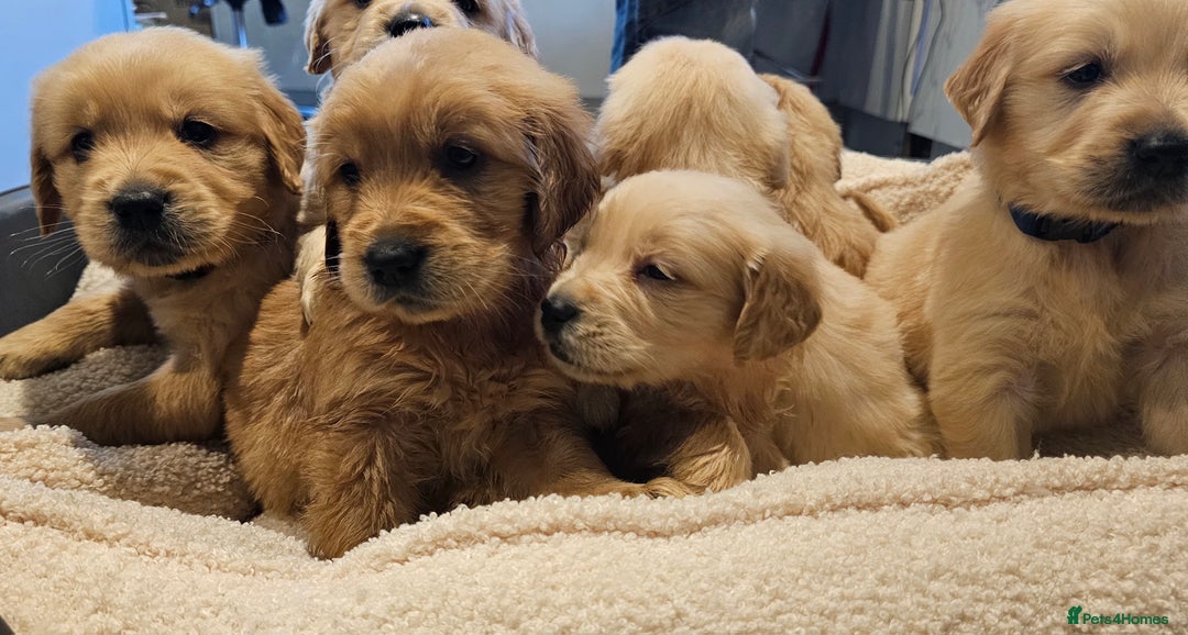 Golden Retriever dogs for sale: KC reg pedigree champion Golden Retriever pups - Advert 12