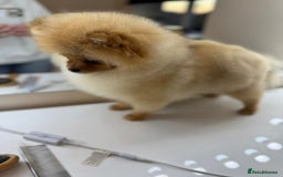 Pomeranian dogs for sale: Pomeranian boy - Image 4