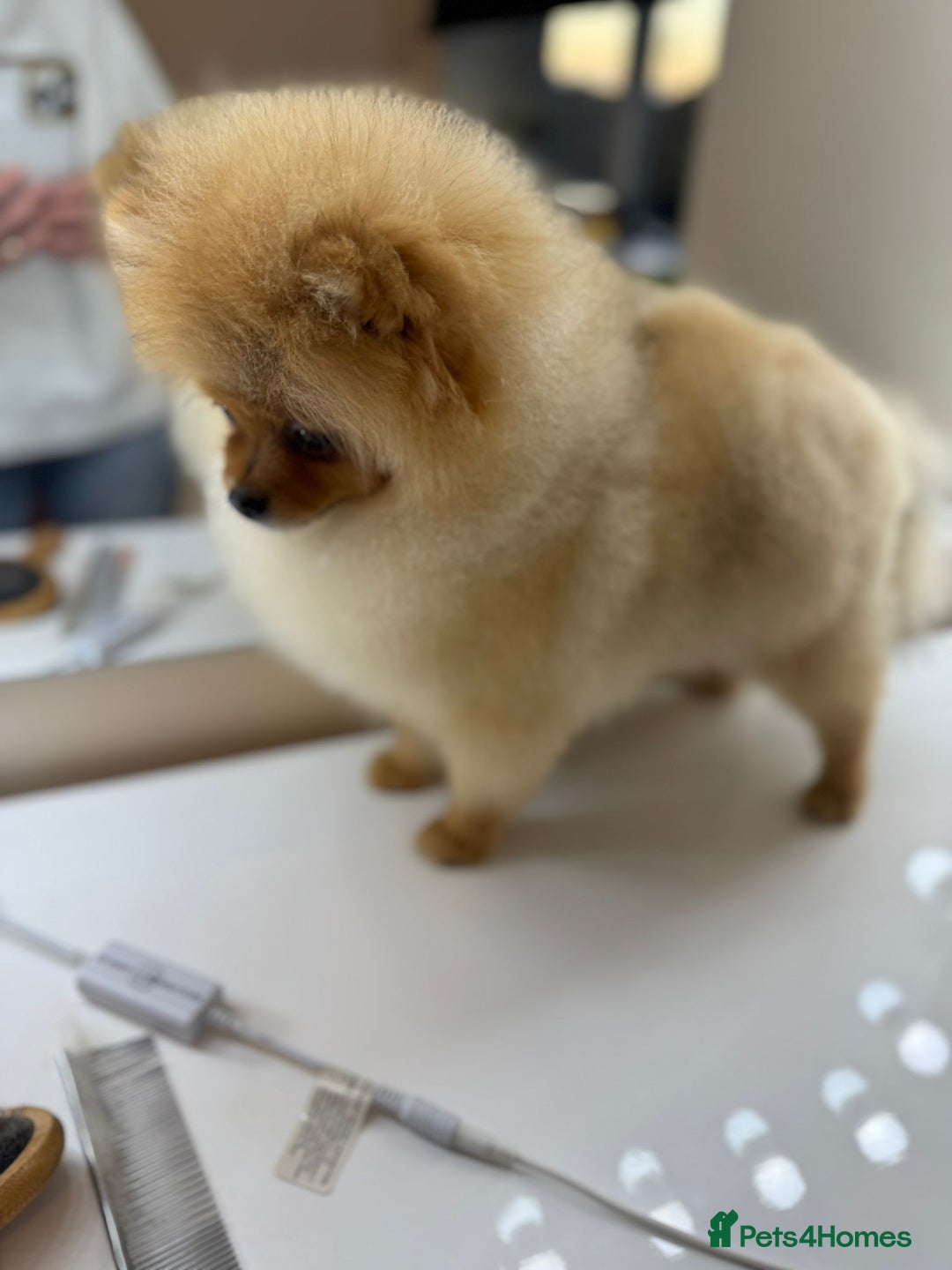 Pomeranian dogs for sale: Pomeranian boy - Image 4