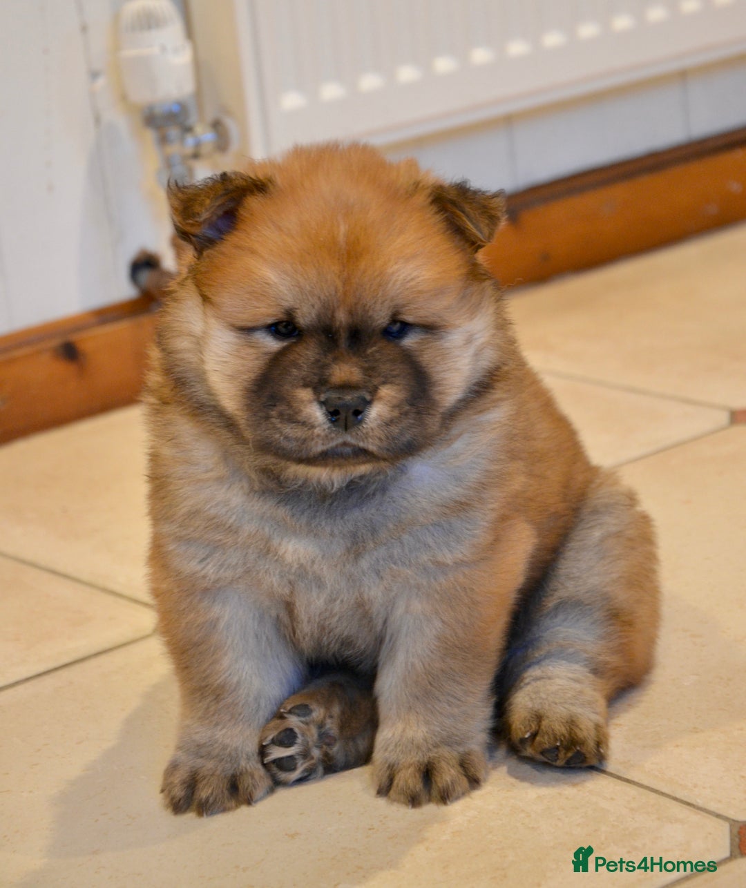 Mixed Breed dogs for sale: CHOWSKI PUPPYS READY TO GO!!  - Advert 14