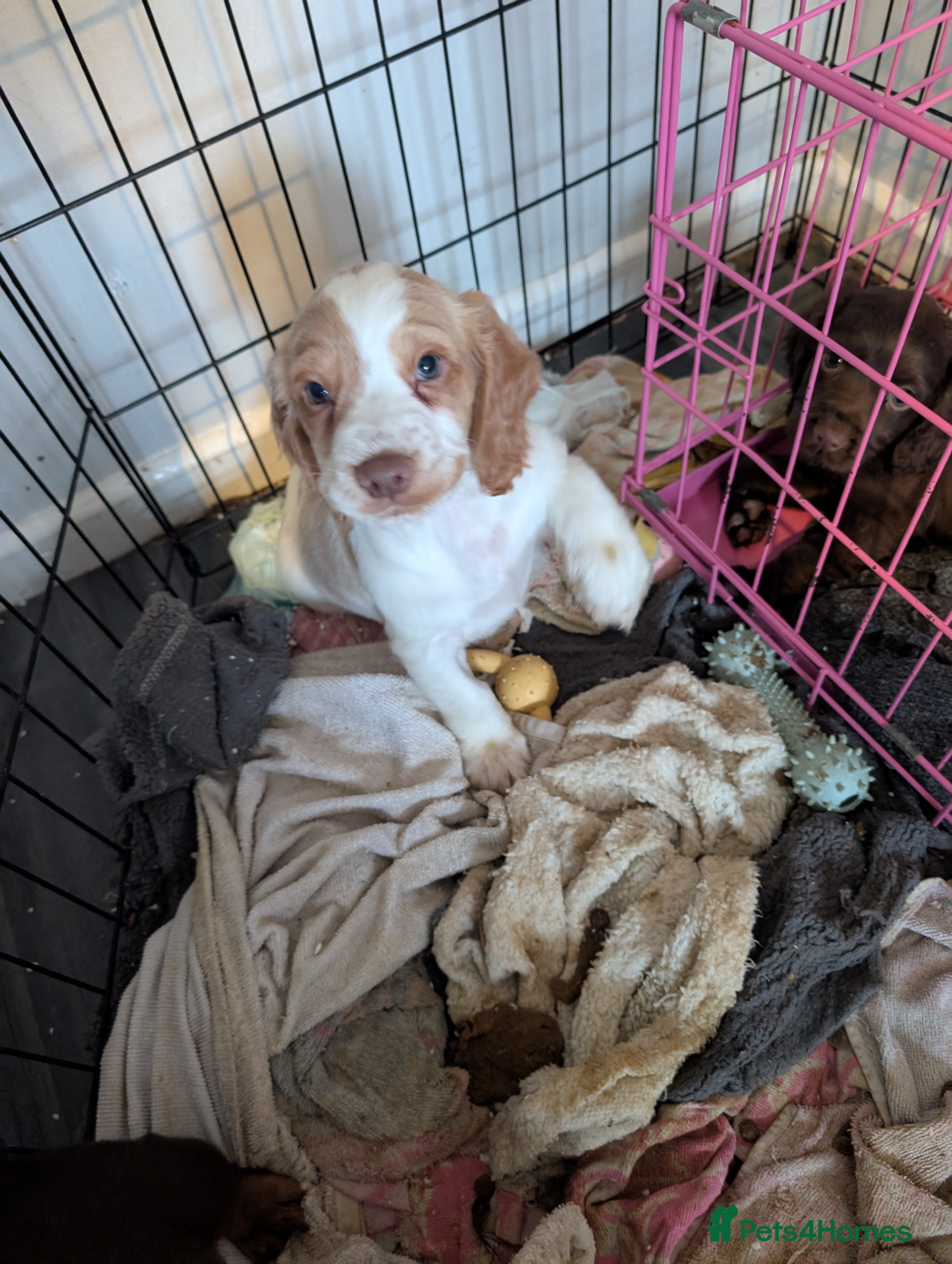 Cocker Spaniel dogs lemon white male working cocker spaniels - Advert 18