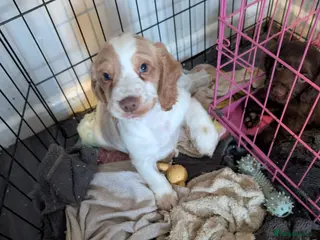 Cocker Spaniel dogs lemon white male working cocker spaniels - Advert 18