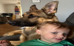 German Shepherd dogs for sale: 1 year old German shepherd  - Image 3