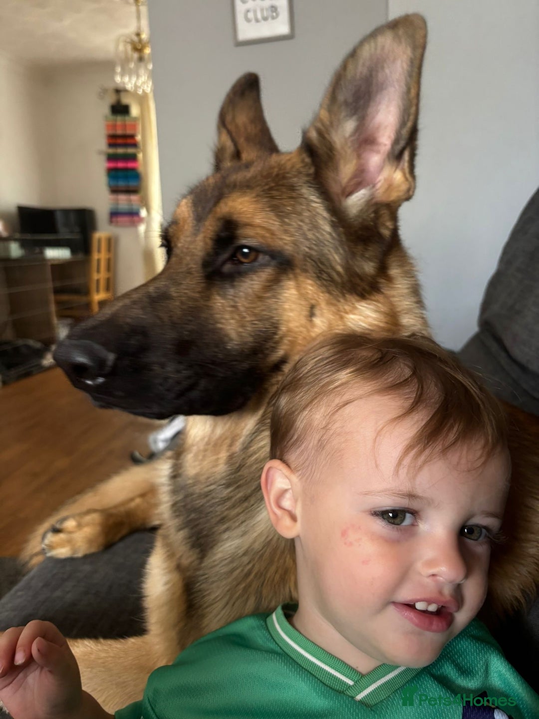German Shepherd dogs for sale: 1 year old German shepherd  - Image 3