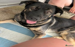 Mixed Breed dogs for sale:  German shepherd x Caucasian  - Image 4