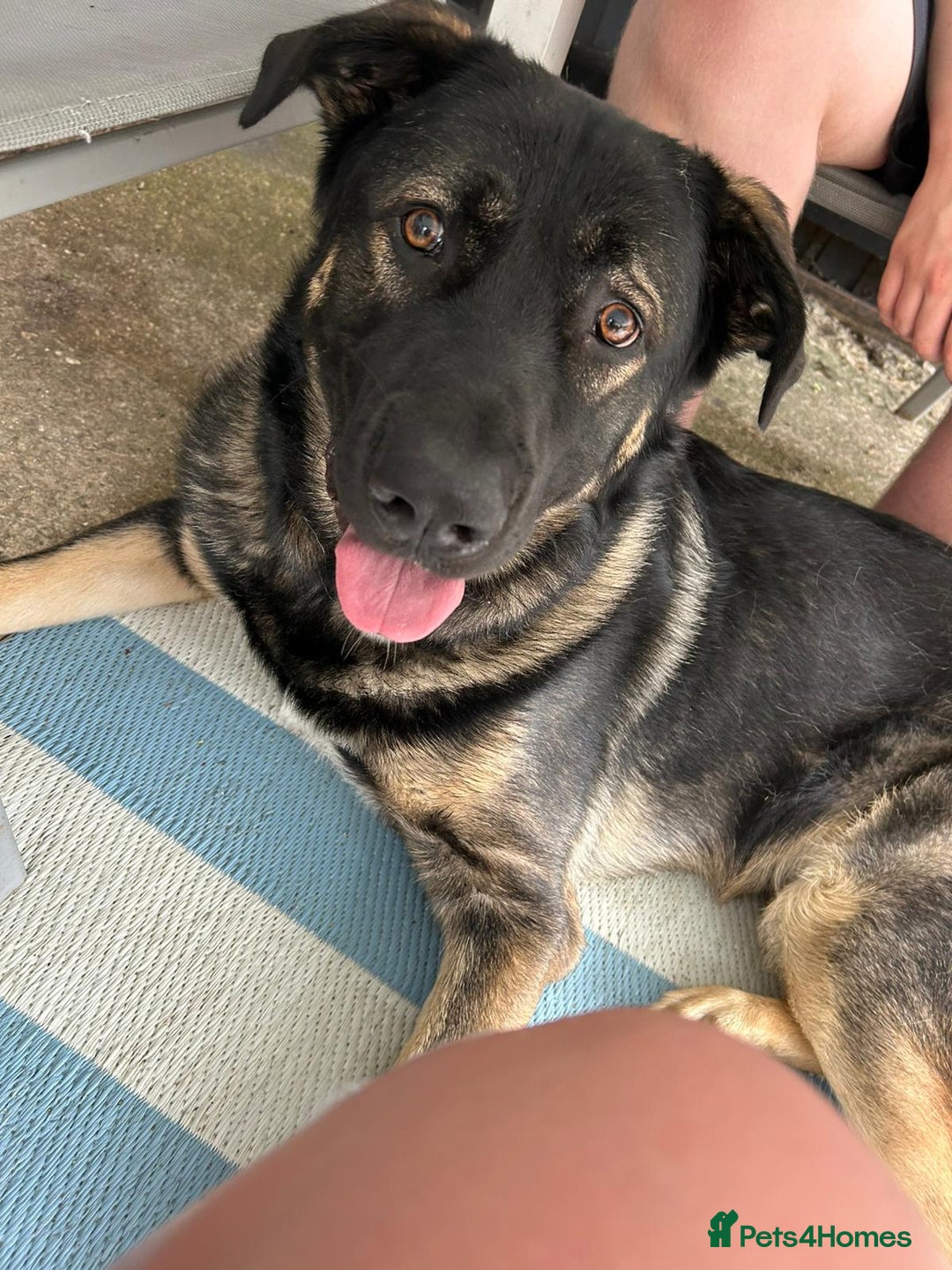 Mixed Breed dogs for sale:  German shepherd x Caucasian  - Image 4