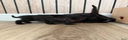 Mixed Breed cats for sale: Male kittens in Yeovil - Advert 9