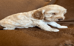 Cockapoo dogs for sale: cockapoo F1 - Image 16