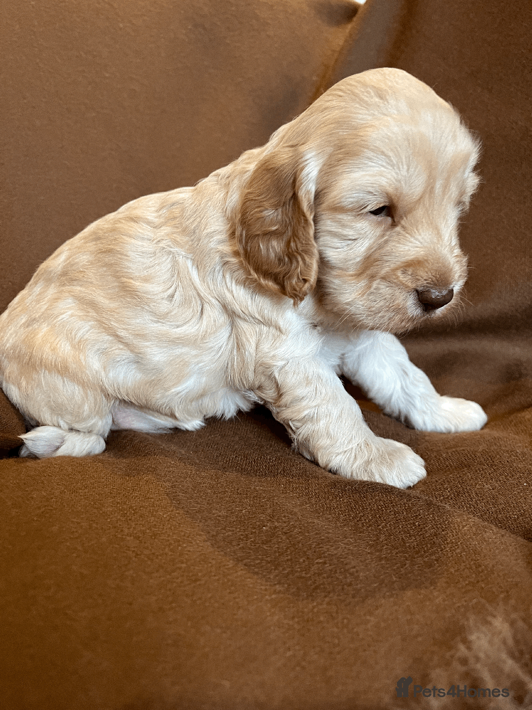 Cockapoo dogs for sale: cockapoo F1 - Image 16
