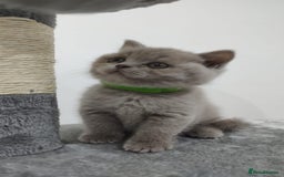 Scottish Fold cats for sale: Scottish fold / straight kittens for sale  - Image 5