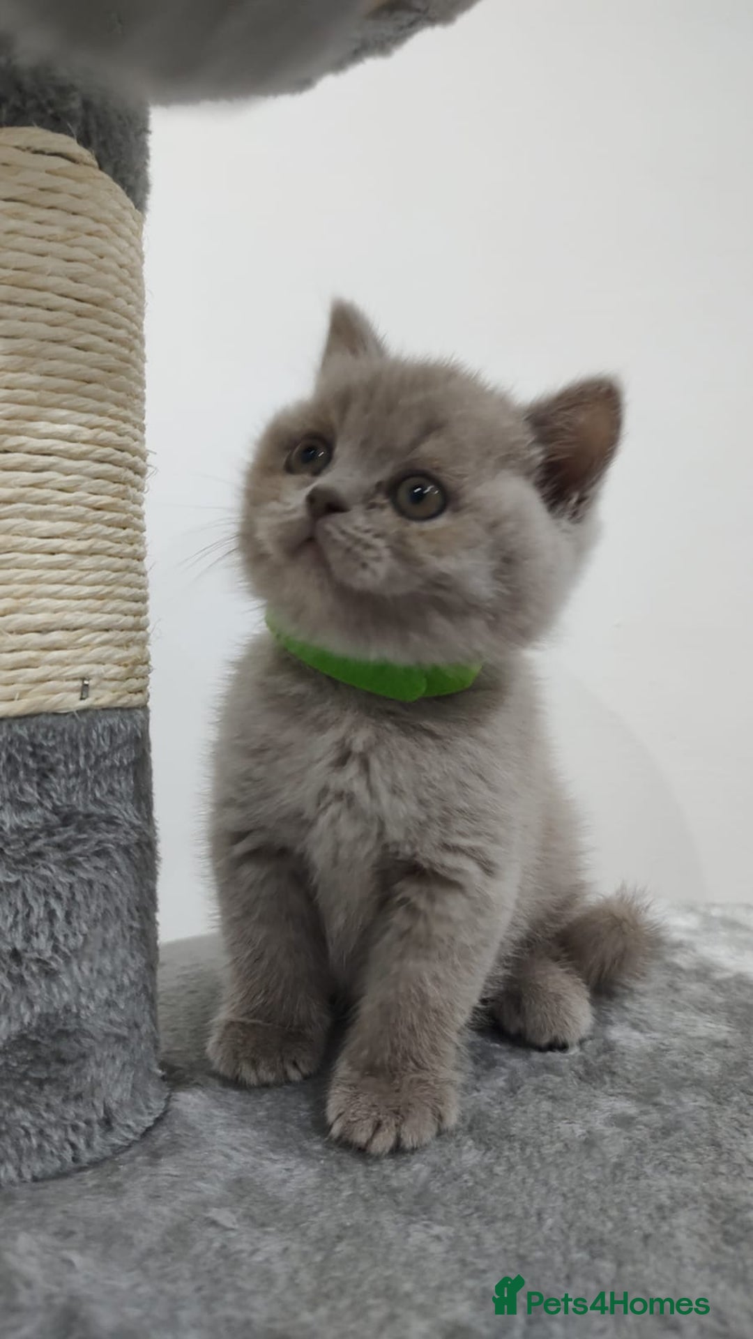 Scottish Fold cats for sale: Scottish fold / straight kittens for sale  - Image 5