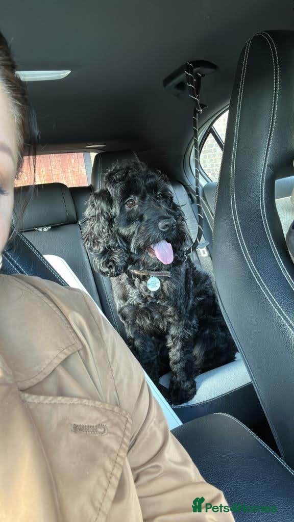 Cockapoo dogs Lovely Cockapoo Looking for a New Home - Advert 1