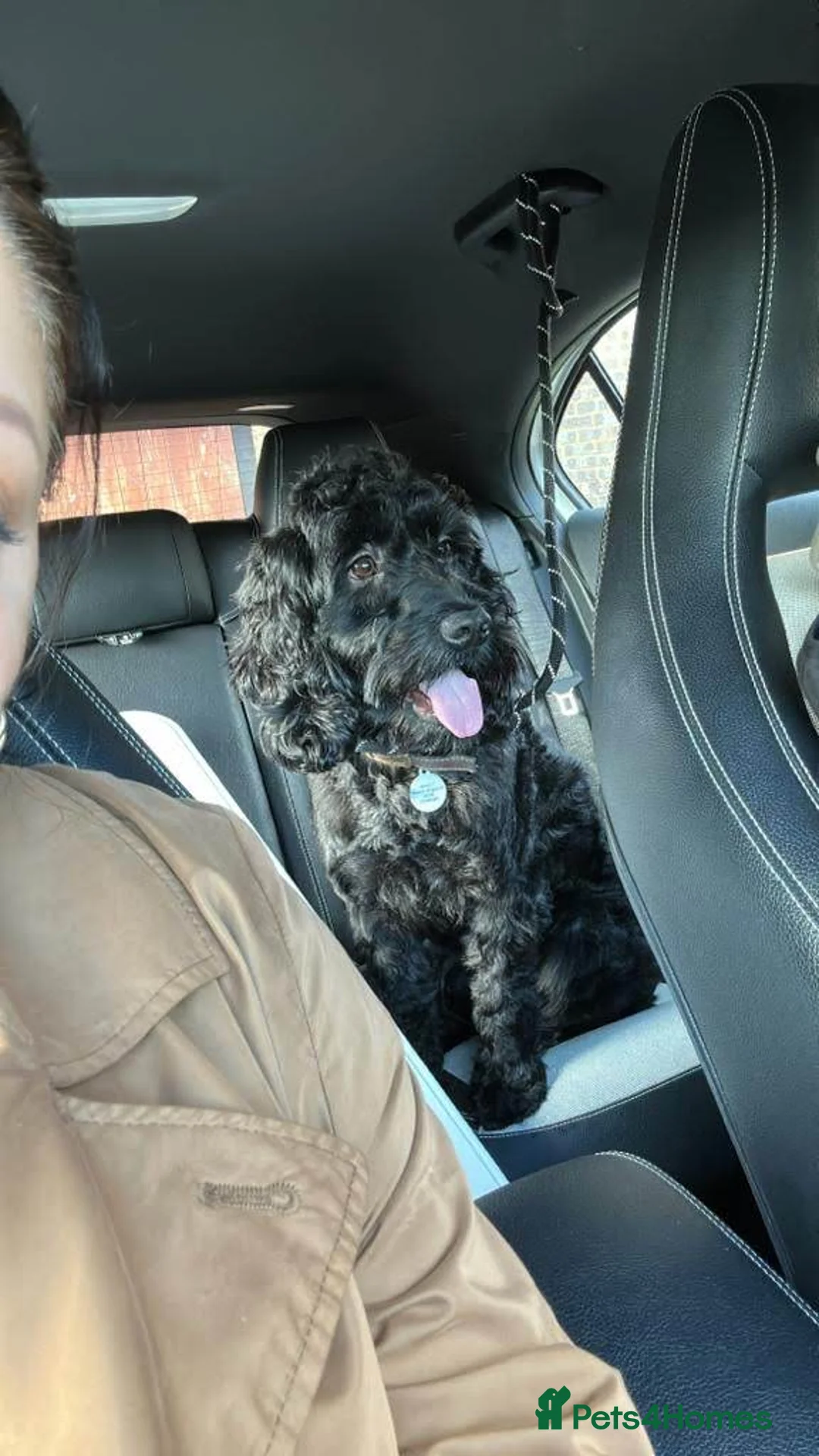 Cockapoo dogs for sale: Lovely Cockapoo Looking for a New Home - Advert 1