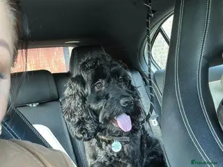 Cockapoo dogs Lovely Cockapoo Looking for a New Home - Advert 8