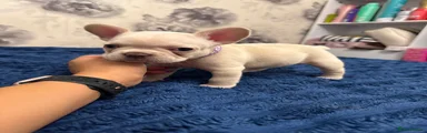 French Bulldog 2