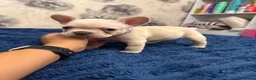 French Bulldog dogs for sale: KC reg French bulldogs Ready 7th August ❤️❤️❤️ - Advert 19
