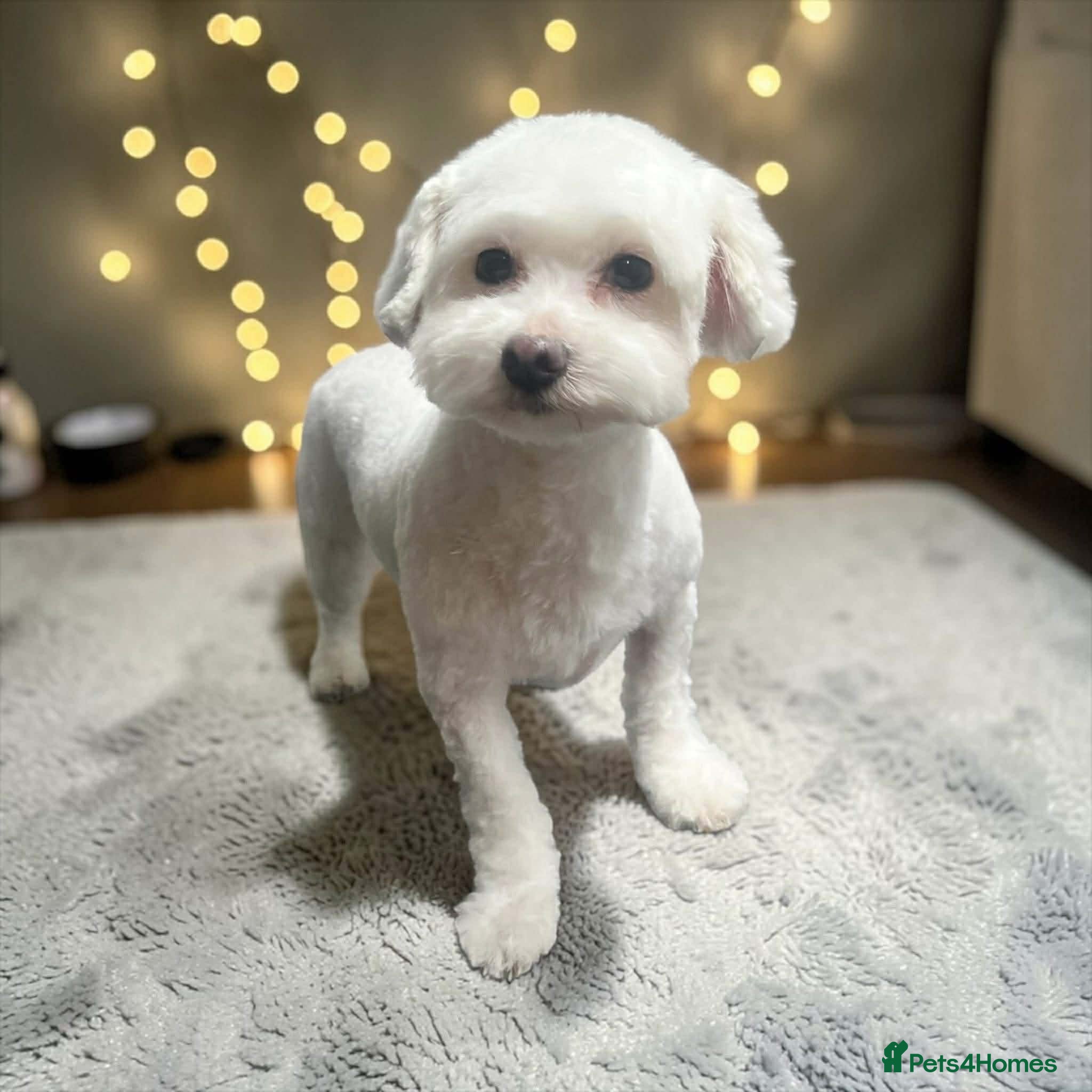 Bichon Frise dogs Purebred Havanese Lucy Available for Mating - Advert 1