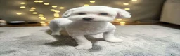 Bichon Frise dogs for stud: Purebred Havanese Lucy Available for Mating - Advert 1