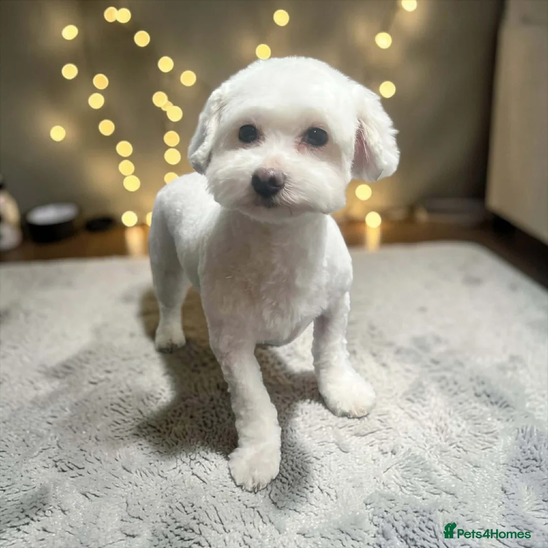 Bichon Frise dogs for stud: Purebred Havanese Lucy Available for Mating - Advert 1