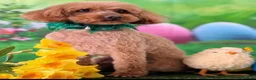 Cockapoo dogs for sale: Male cocker poo in Cheadle - Advert 3