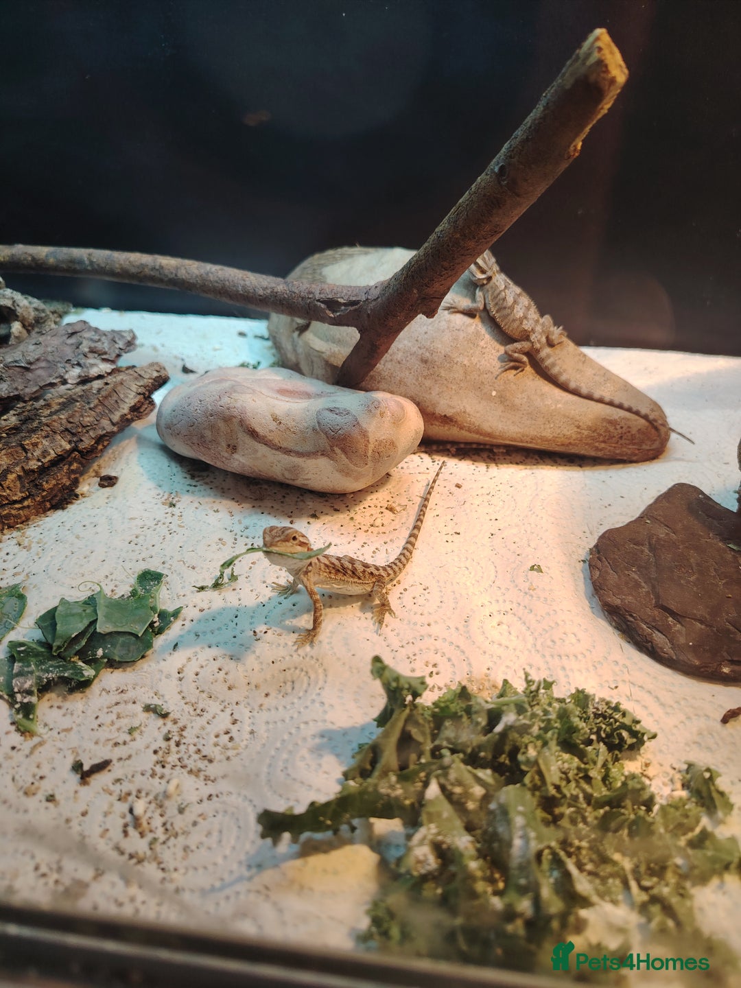 Bearded Dragon reptiles for sale: Baby bearded dragon  - Image 4