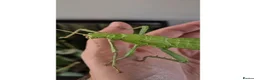 Mixed Breed invertebrates for sale: Live stick insects and eggs - Advert 4