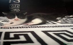 Mixed Breed cats for sale: Toxido kittens  - Image 17