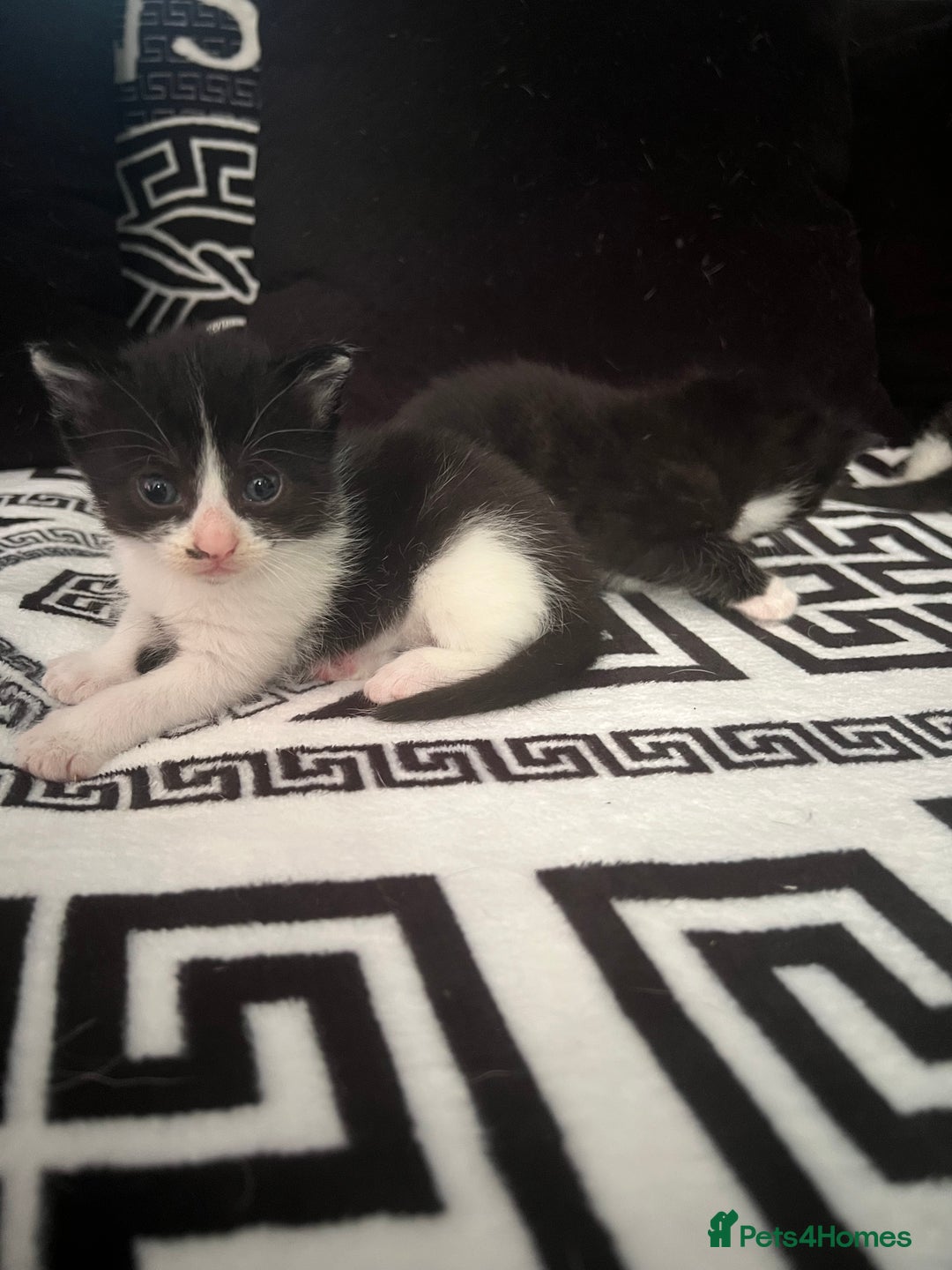 Mixed Breed cats for sale: Toxido kittens  - Image 17