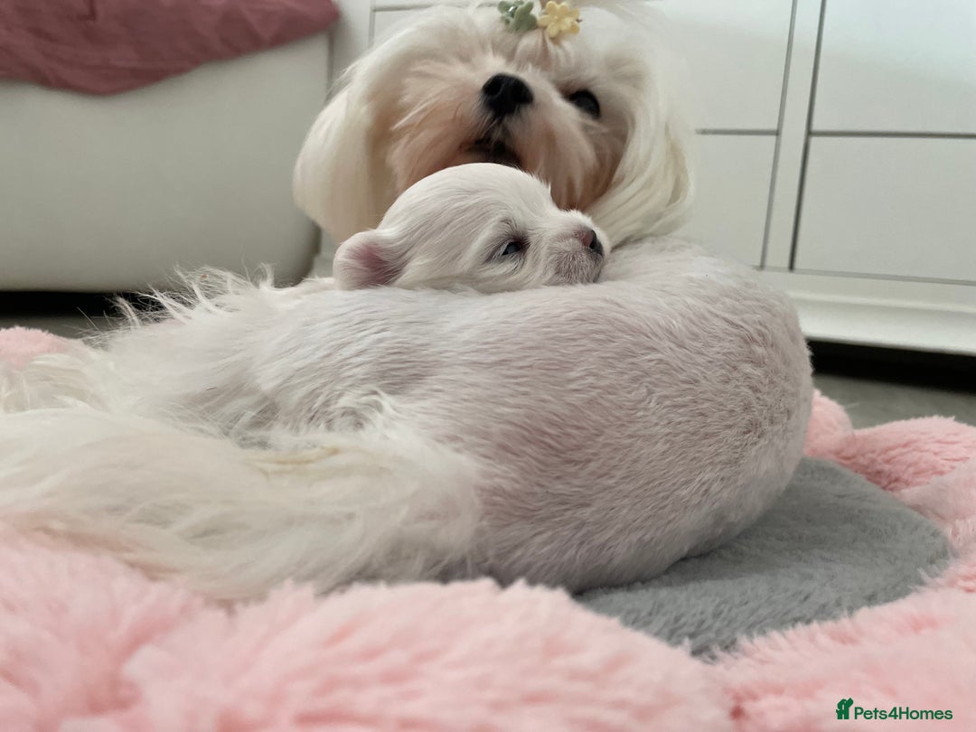 Maltese dogs for sale: Tiny Maltese Girl – Kennel Club Reg. - Image 5