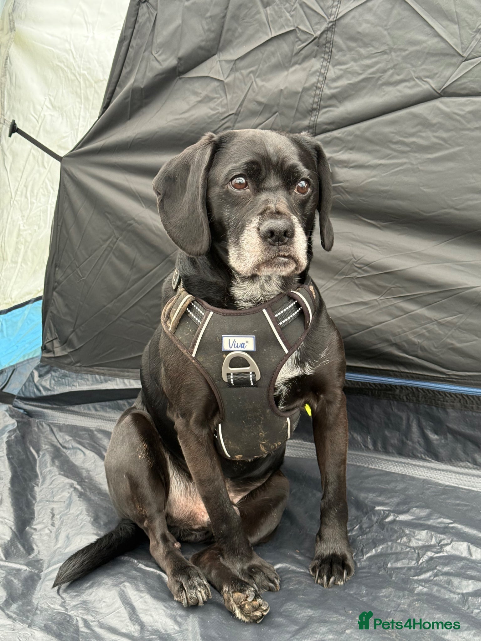 Mixed Breed dogs for sale: Beagle Labrador  in Ilkeston - Advert 1