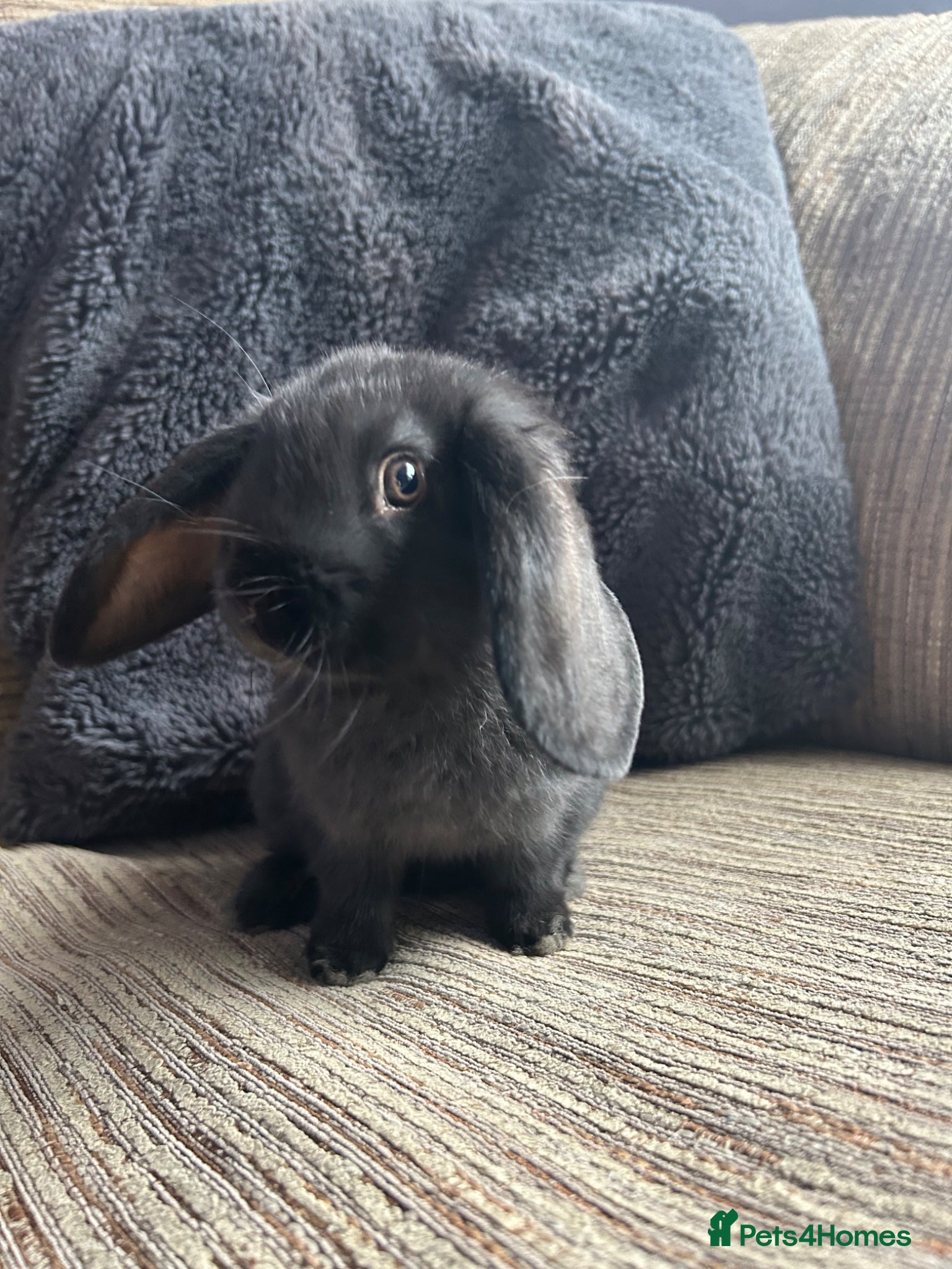 Mixed Breed rabbits Flemish x Holland lop Baby Buns - Advert 7