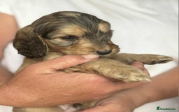 Cockapoo dogs for sale: Cockerpoo puppies F1 stunning colours - Image 28