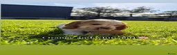 Cocker Spaniel dogs for sale: 🏆 Award Winning 🏆 - Advert 18