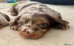 Miniature Dachshund dogs for sale: Stunning Kc Reg Long Hair Mini Dachshund puppies  - Image 36