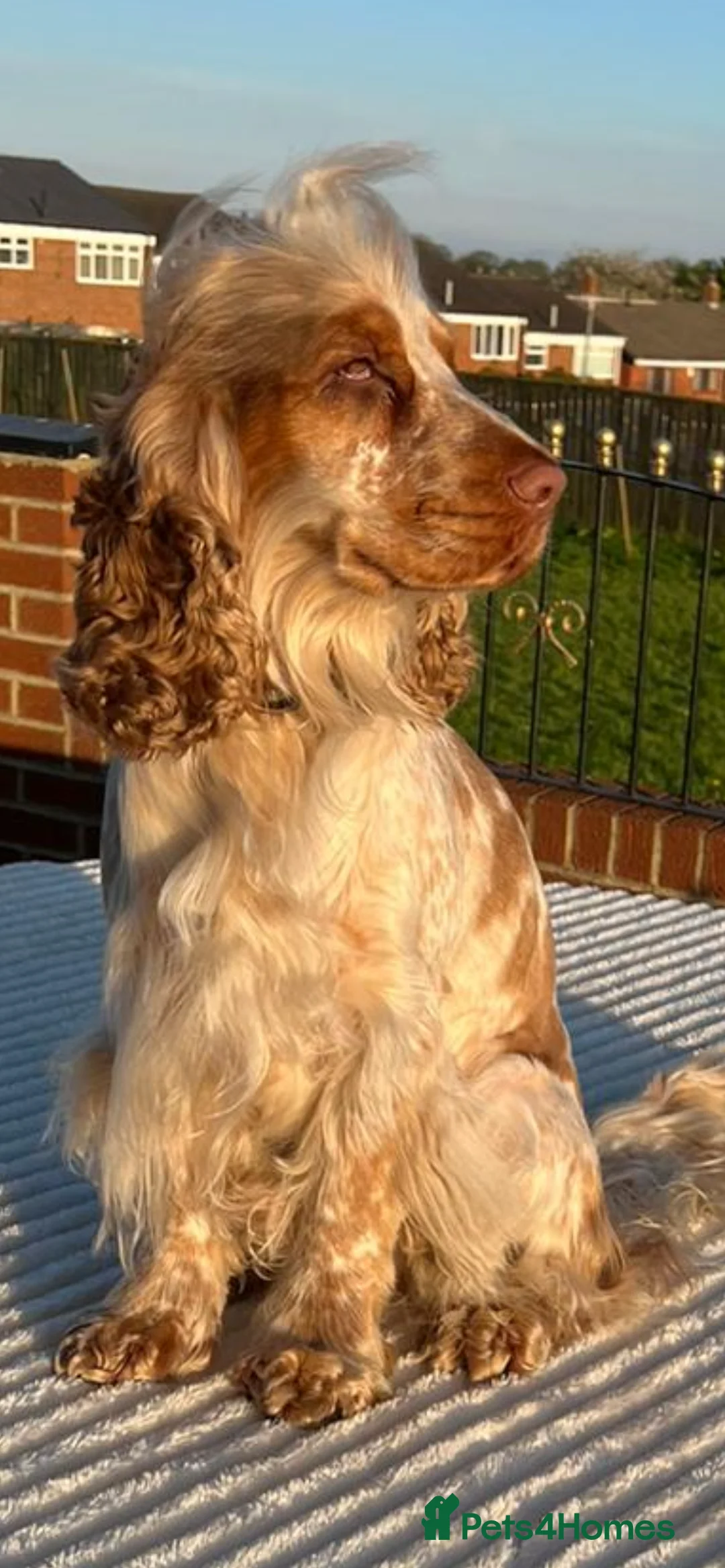 Cocker Spaniel dogs for stud: 2 PROVEN/HEALTH CLEAR KC Show Cocker Spaniels Stud in Shildon - Advert 14
