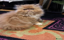 Persian cats for sale: Beautiful red/white pedigree Persian male kitten - Image 12