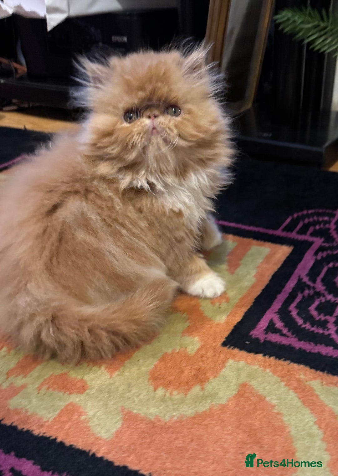 Persian cats for sale: Beautiful red/white pedigree Persian male kitten - Image 12