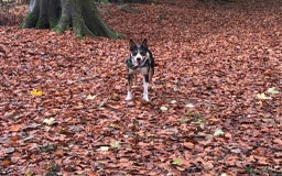 Border Collie dogs for sale: 2 yrs old female border collie - Image 4