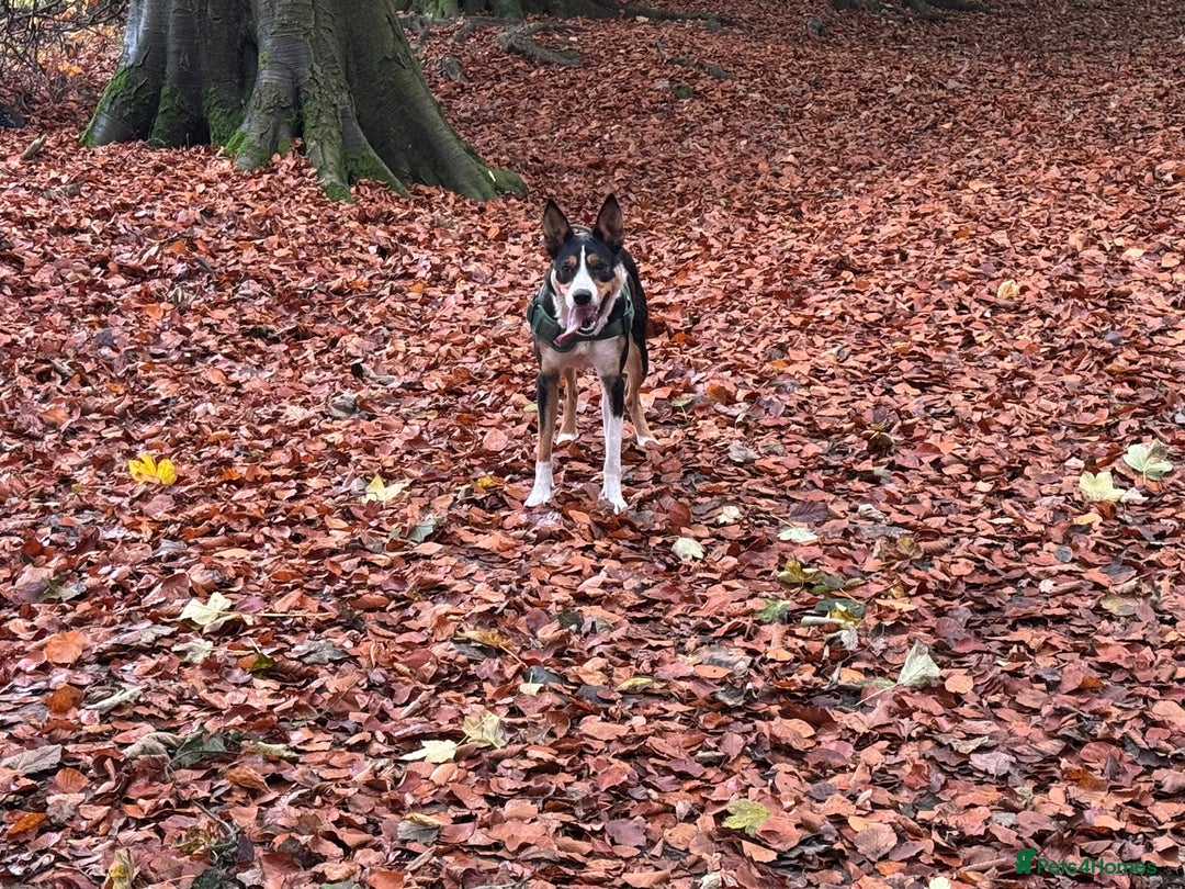 Border Collie dogs for sale: 2 yrs old female border collie - Image 4