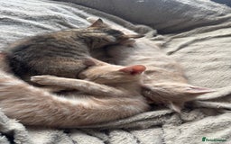 Mixed Breed cats for sale: 3 adorable kittens for sale  - Advert 8