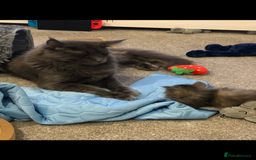 Maine Coon cats for sale: Beautiful Blue/Black Smoked or Solid Maine Coons  - Image 5