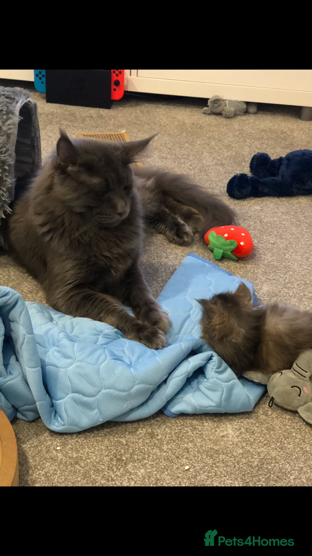 Maine Coon cats for sale: Beautiful Blue/Black Smoked or Solid Maine Coons  - Image 5