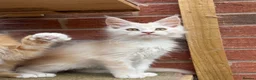 Maine Coon cats for sale: Maine coon kittens  - Advert 6