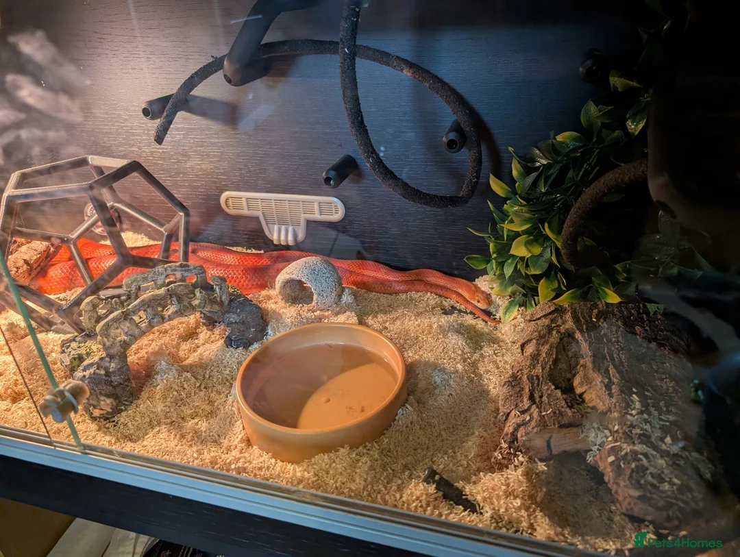 Corn Snake reptiles for sale: 1.5 year old female corn snake + viv for rehoming in London - Advert 2