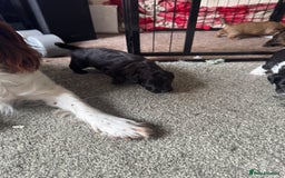 Shihpoo dogs for sale: 4 shihpoo males  in Telford - Image 8