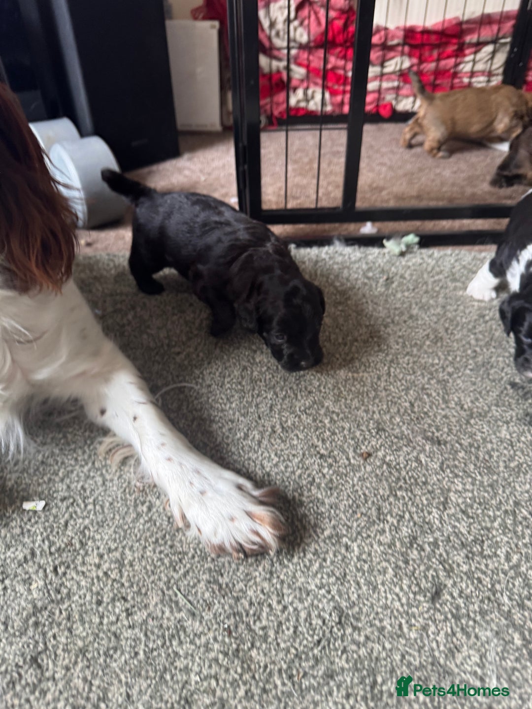 Shihpoo dogs for sale: 4 shihpoo males  in Telford - Image 8